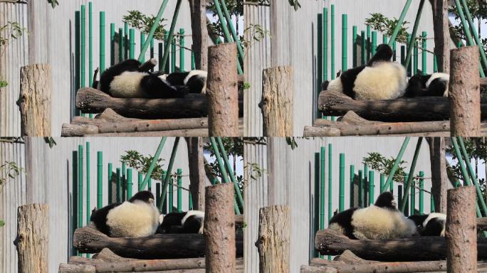 卧龙熊猫基地熊猫玩耍嬉戏