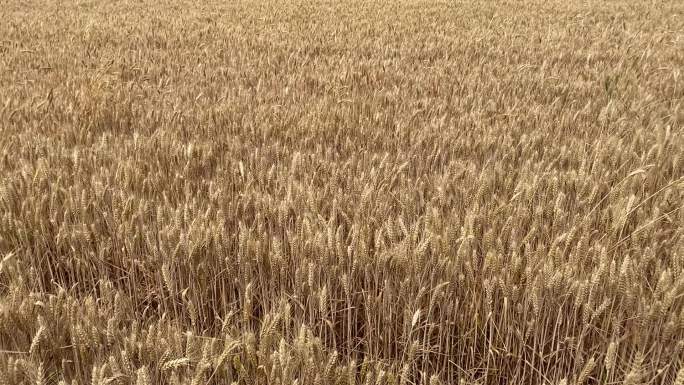 风吹麦浪小麦丰收收获麦穗