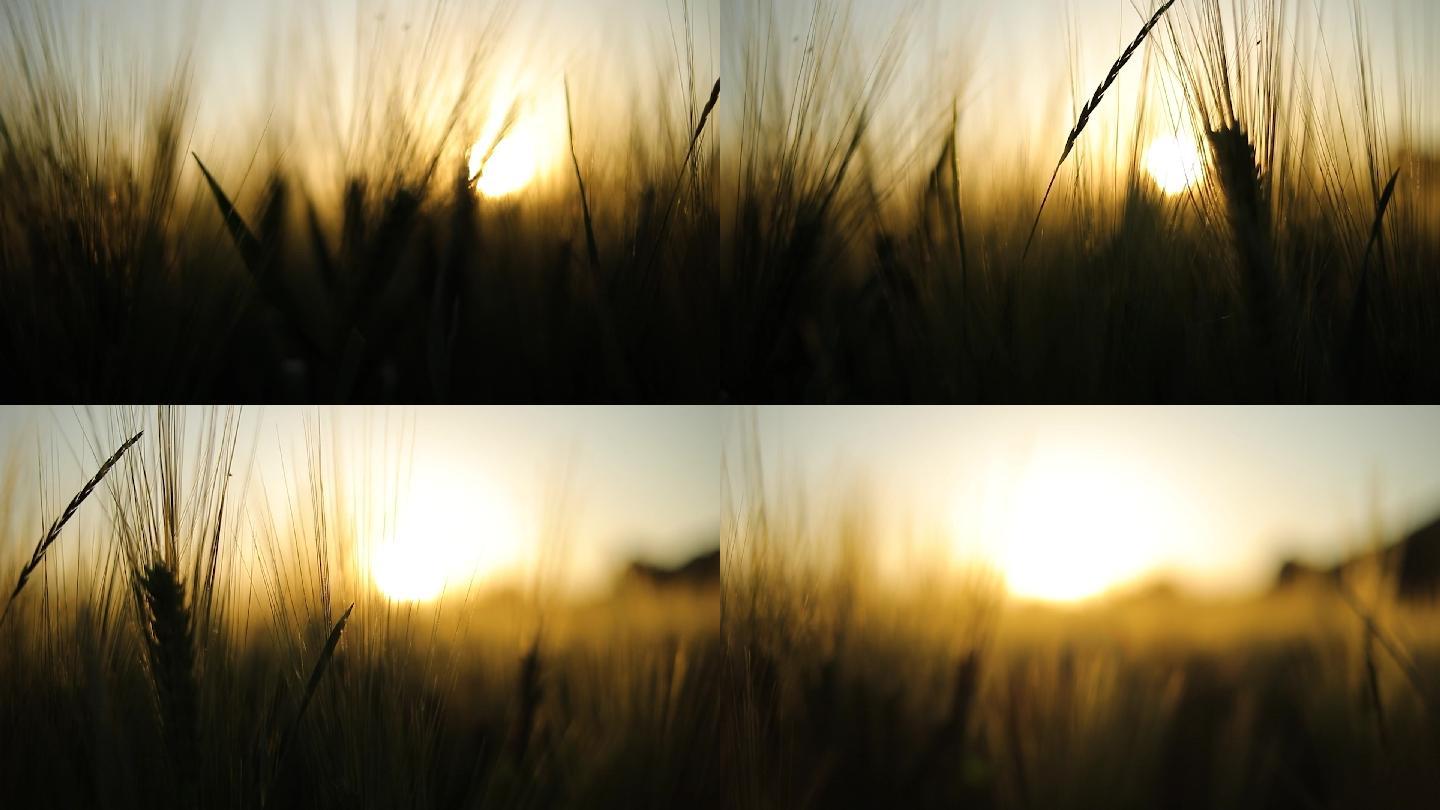 金色小麦夕阳黄昏剪影