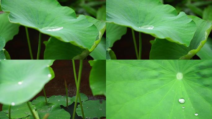 雨天荷叶上的水珠特写微距