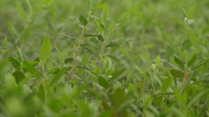 雨水落在树叶上植物喷淋