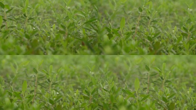 雨水落在树叶上植物喷淋