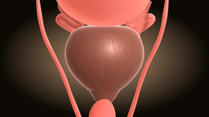 前列腺栗子大小内有32根小腺管