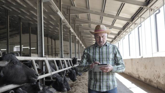 现代农民正在水牛农场使用数字平板电脑。