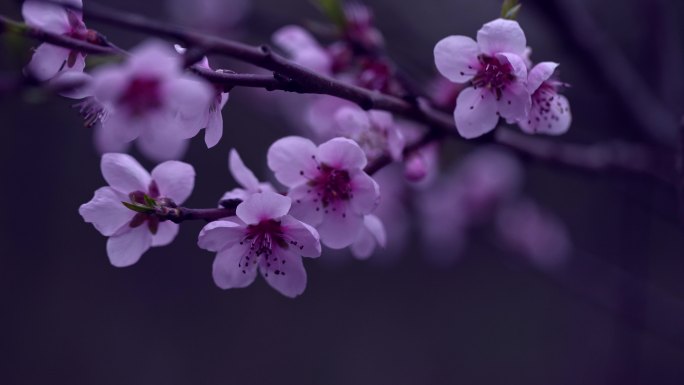 雨天的紫色花朵，带着雨滴