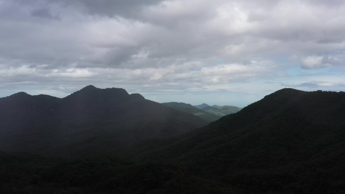 晨间森林、航拍、风景