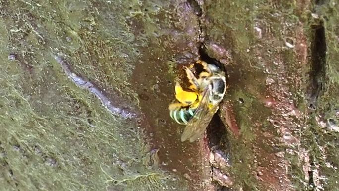 蜜蜂飞进洞里特写