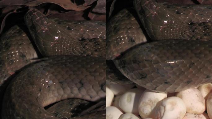 蛇孵卵率生物野生