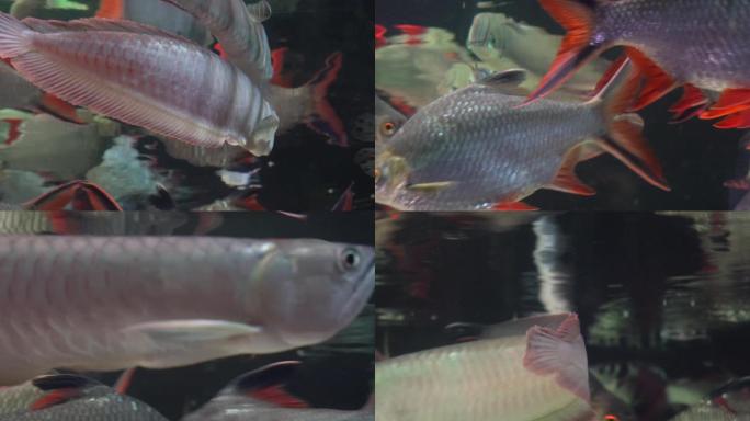 【镜头合集】银龙鱼鱼鳞金龙鱼鱼缸