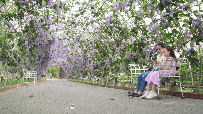 少女在紫藤花树下拍照