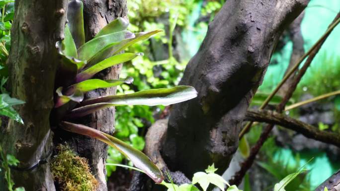 【镜头合集】热带植物叶子爬山虎蕨类