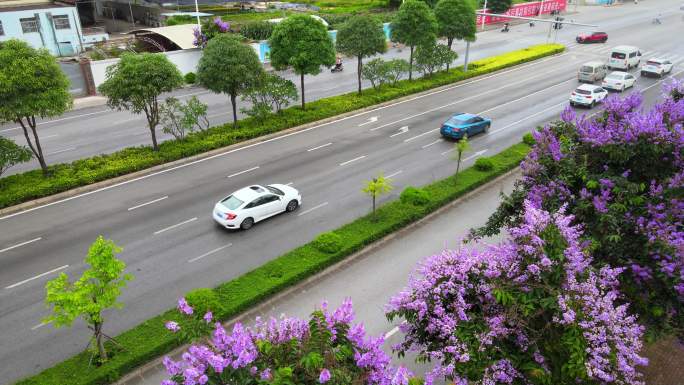 南宁市相思湖东路紫薇花和车流