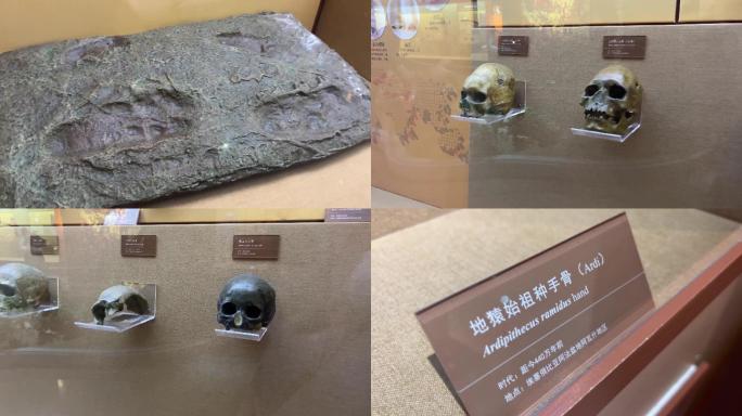 【镜头合集】山顶洞人北京人猿人骨骼化石