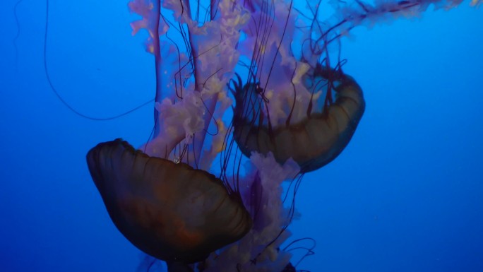 【镜头合集】特写深海神秘巨型水母海蜇