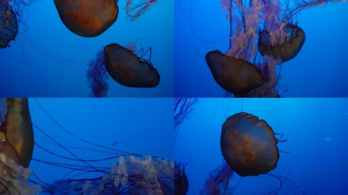 【镜头合集】特写深海神秘巨型水母海蜇