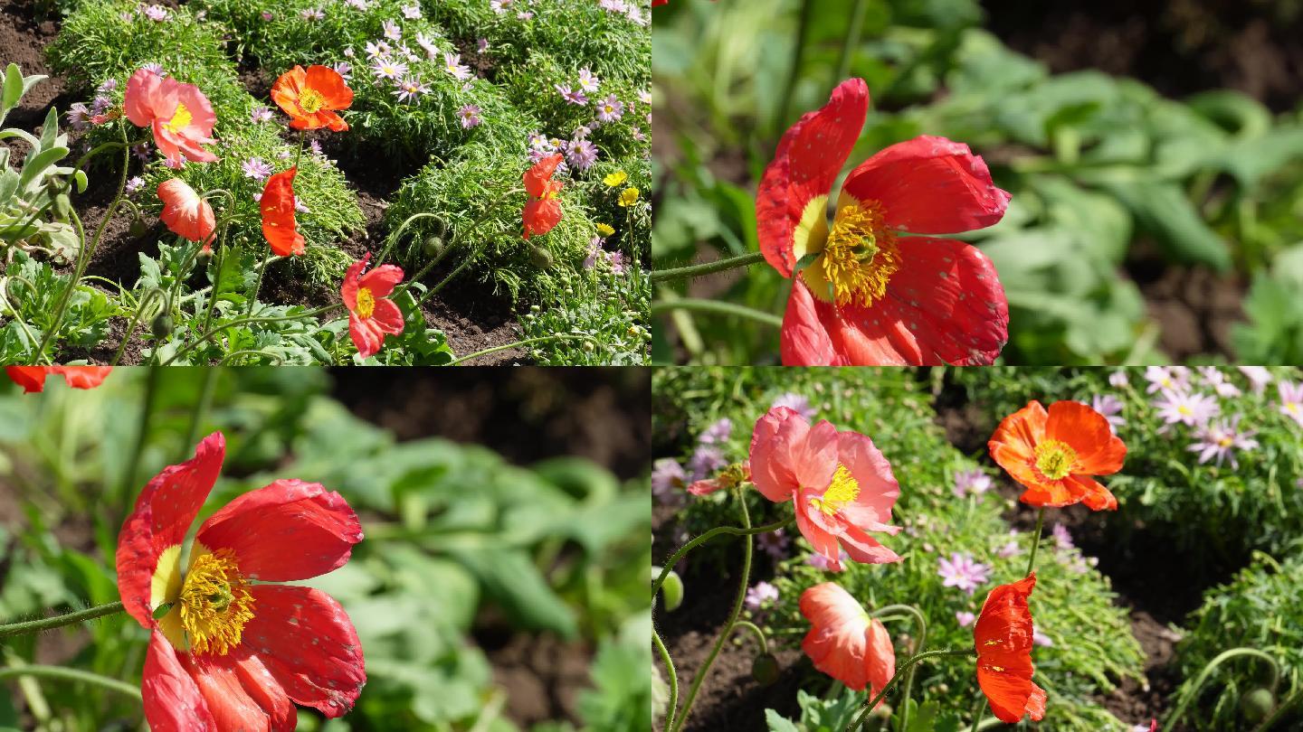 【镜头合集】阳光下的橘黄色野花非洲雏菊