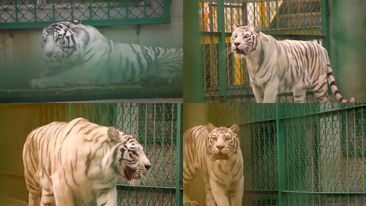 野生白虎 动物园老虎 国家保护动物