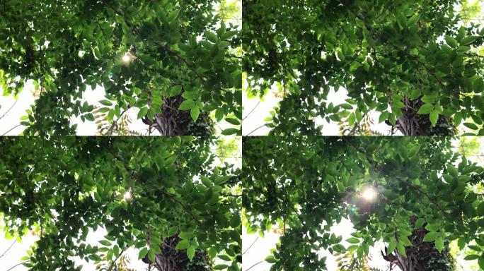 原创视频素材 透过树叶的阳光