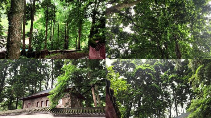 云峰寺后院桢楠树林原始森林红墙苔藓