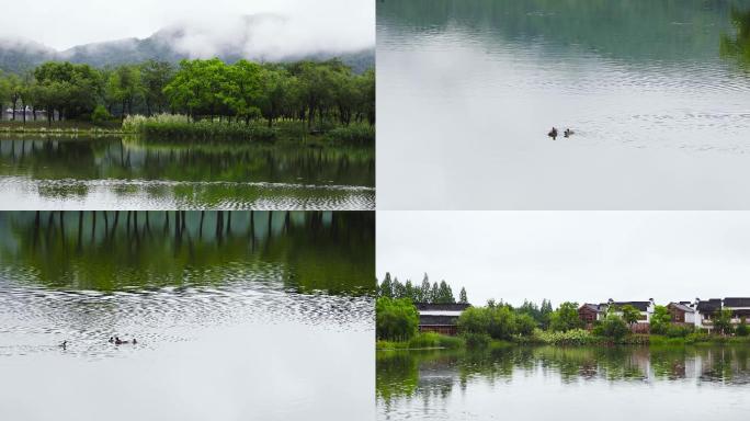 杭州湘湖初夏雨季水鸟空镜