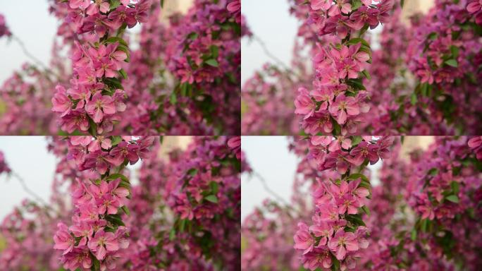 4K分辨率，春天盛开的海棠树