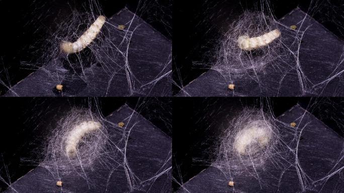 蚕蛹过程，延时摄影