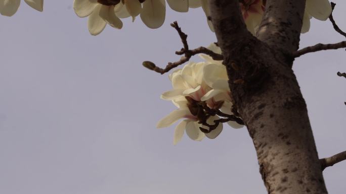 【镜头合集】盛开的白色玉兰花花瓣花朵