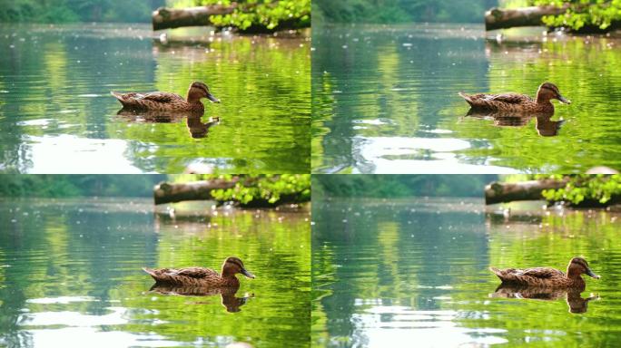 阳光照耀、反射和鸭子在池塘上游泳