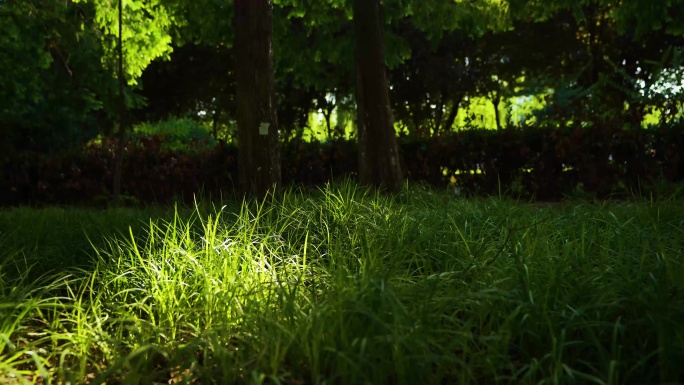 绿草地上的光影变化时间流转延时摄影