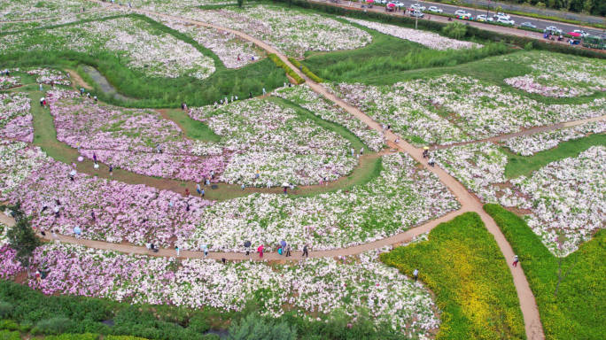 斗南湿地公园绣球花航拍