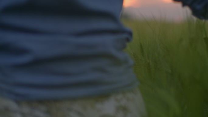 中景：中年妇女在田间散步时爱抚着绿色小麦