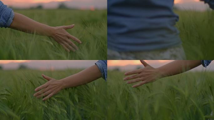 中景：中年妇女在田间散步时爱抚着绿色小麦