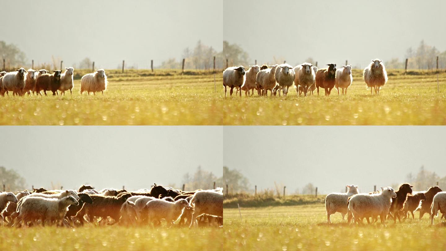 日落时在牧场上奔跑的羊