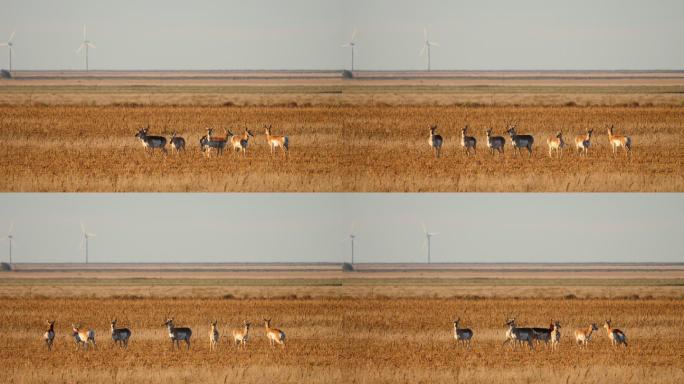 羚羊雄鹿，新墨西哥州
