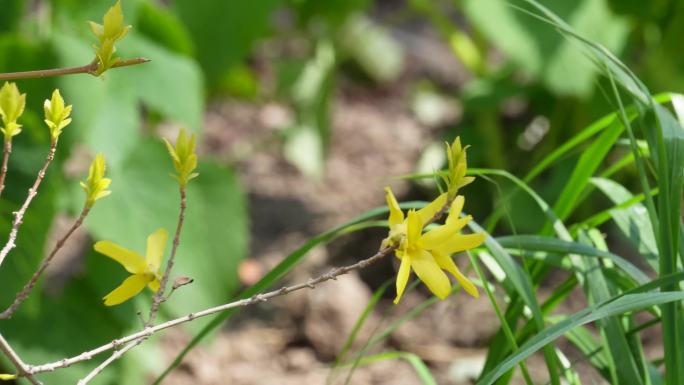 【镜头合集】鲜花春季迎春花报春花连翘花