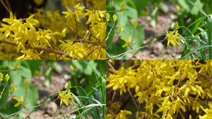 【镜头合集】鲜花春季迎春花报春花连翘花