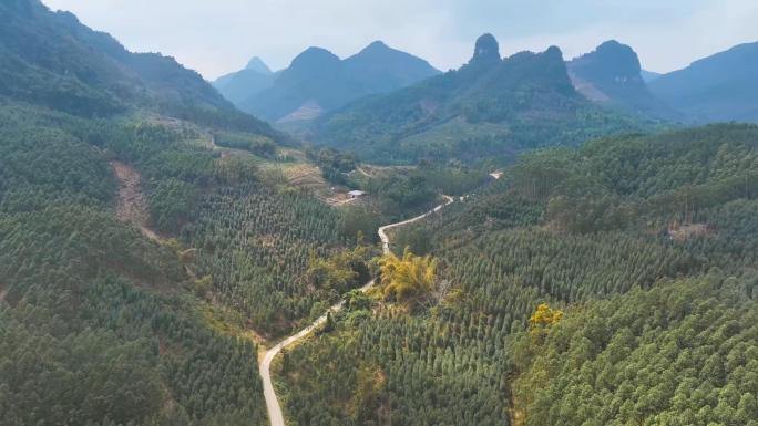 航拍广西大山桉树乡间大道