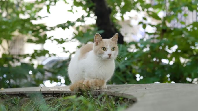 花坛呆坐的猫咪+已调色