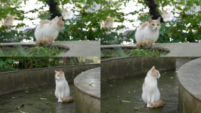 花坛呆坐的猫咪+已调色