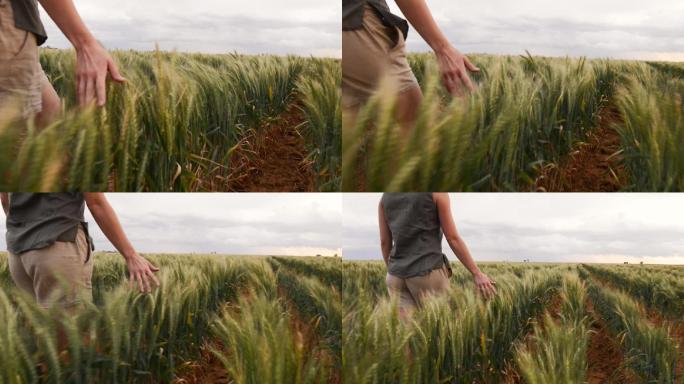 农民在农场上行走时，拂过麦穗