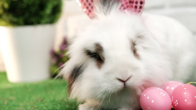 可爱的白色兔子，粉红色的耳朵挨着粉红色的复活节彩蛋。