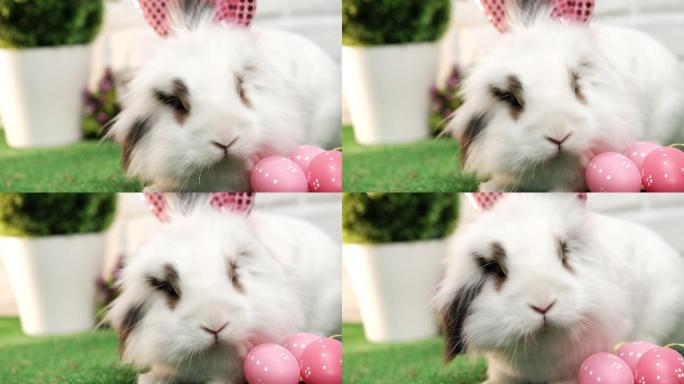 可爱的白色兔子，粉红色的耳朵挨着粉红色的复活节彩蛋。