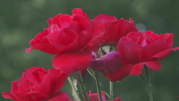 夕阳西下的月季花