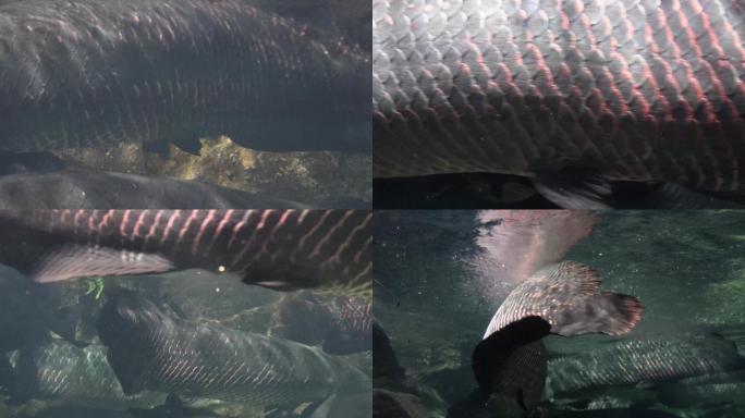 【镜头合集】深水恐惧症巨骨舌鱼水下