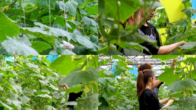 大棚种植学生试验田交流黄瓜种植栽培技术