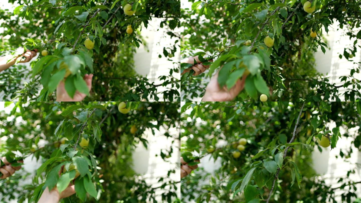在树上收获大量成熟的黄色樱桃李子、米拉贝尔李子或米罗巴兰李子