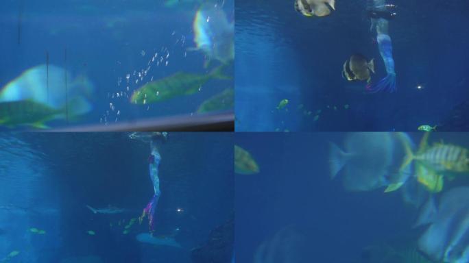 【镜头合集】热带鱼观赏鱼深海鱼海洋馆