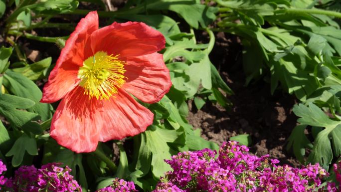 【镜头合集】阳光下的橘黄色野花非洲雏菊