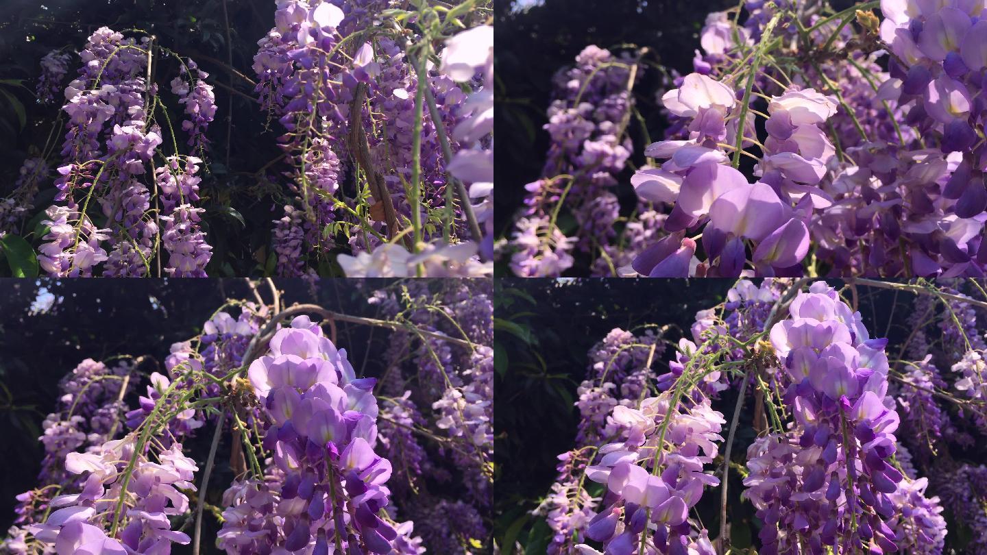 夏天的紫藤花花朵鲜花
