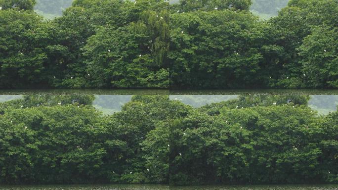 杭州湘湖雨天白鹭栖息树上空镜